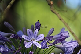 花,agapanthus,紫色