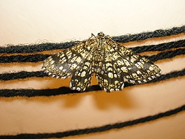 蝴蝶,蛾,昆蟲(chóng)