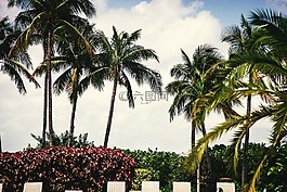 棕櫚樹,灌木,休閑椅