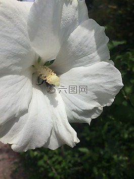 槿,花卉,灌木