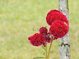 性質(zhì),亞馬孫,鮮花