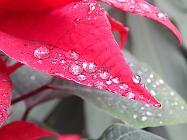 葉,紅色,雨