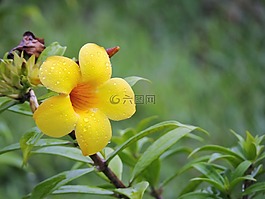 性質(zhì),亞馬孫,鮮花