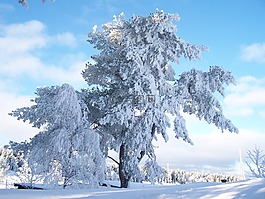 冬天,霜,雪的晶體