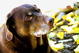 拉布拉多犬,狗,檢索器