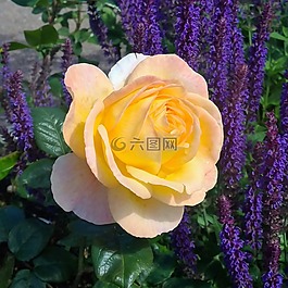 ros,fredsros,花卉