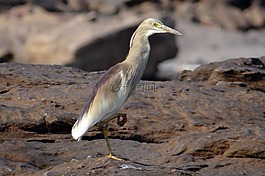 池,鷺,鳥