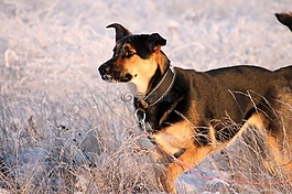 雪,狗,長大了