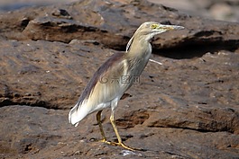 池,鷺,鳥