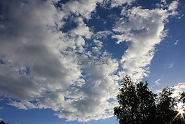 樹,天空,云