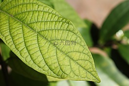 葉子,綠色,植物