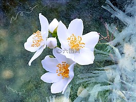 茉莉,模擬橙,鮮花