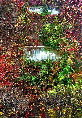 常春藤,墙,藤