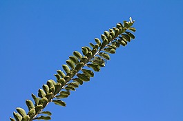 性質(zhì),藍(lán)色,天空