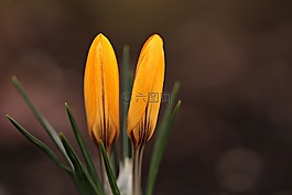 花園,春天,藏紅花