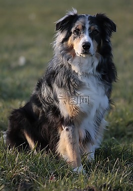 澳大利亞牧羊犬,狗,寵物