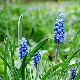 风信子,muscari,花