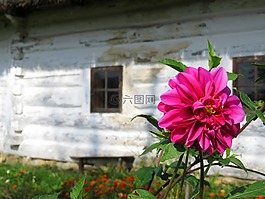 錦葵,花,舊平房