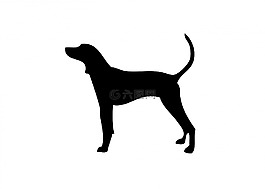 狗,coonhound,動物
