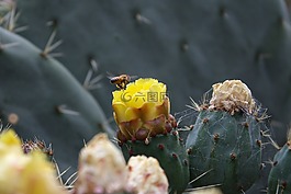 蜜蜂,仙人掌,植物