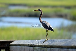 三色,白鷺,鳥
