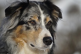 澳大利亞牧羊犬,狗,寵物