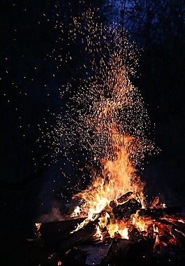 夜,森林,koster