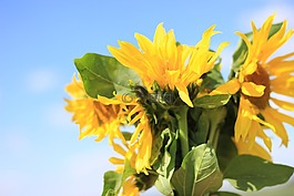 向日葵,花,夏天