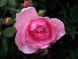 玫瑰,粉紅色,玫瑰花園
