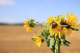 向日葵,花,夏天