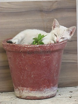 小貓,花瓶,動物