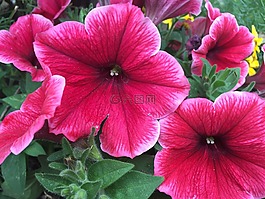 粉紅色,花,綠色