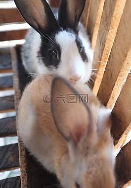 兔,動物,眼睛