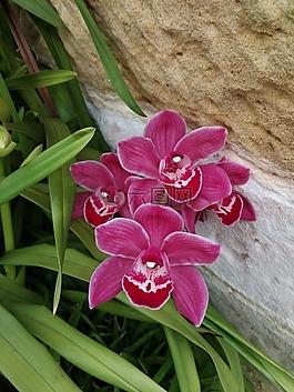 蘭花,鮮花,花的