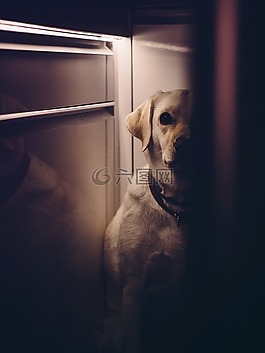 狗,動物,陰影