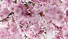 日本櫻花,粉紅色,樹