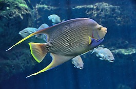 熱帶魚,水族館,咸水