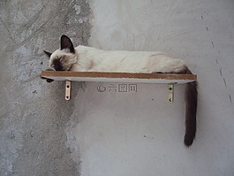 小貓,懶,寵物動物