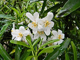 自然,公園,花園