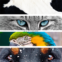 動物,貓,牛