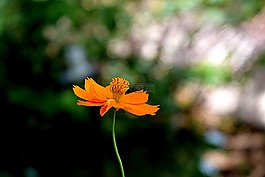 花,黃色,自然