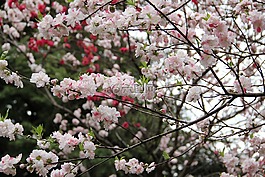 樱花,春,东京