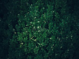 綠色,葉子,植物