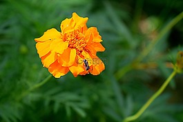 花,黃色,自然