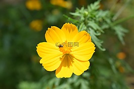 花,黃色,自然