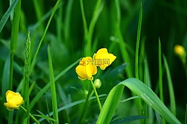 毛茛,草地,關(guān)閉