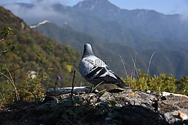 長城,鴿子,鳥