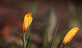 花園,春天,藏紅花