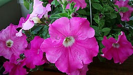 petun′â,鲜花,植物