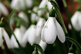 斯諾德羅普,鮮花,春天